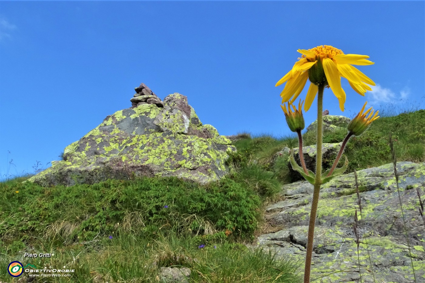 31 Fiore di arnica (Arnica montana).JPG